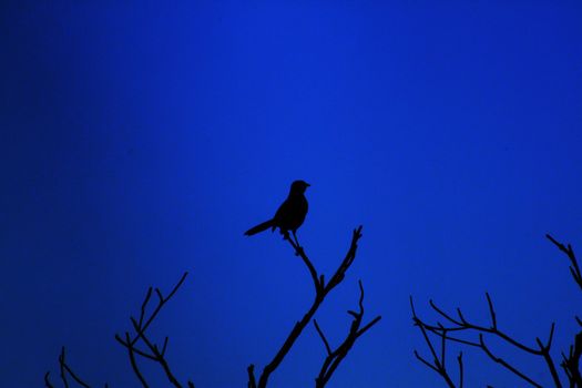 Silhouette of bird on a branch with blue background