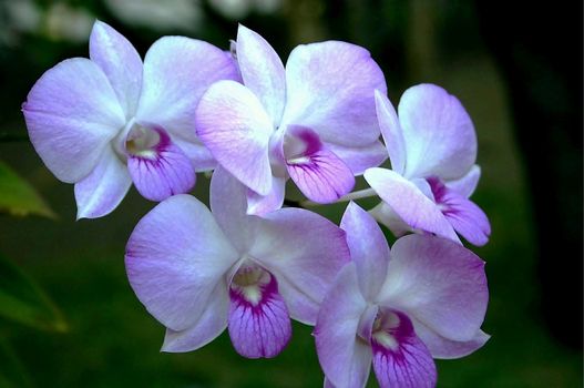 Group of five purple orchids under the sun