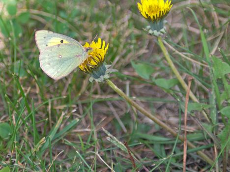 Small White Butterfly Feeding on a Dandelion