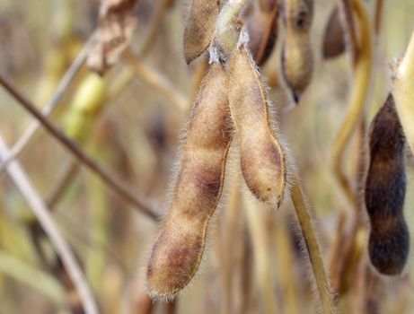 Ripe soybeans ready for harvest