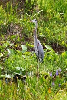 A Great Blue Heron (Ardea herodias) wades through the wetlands of Everglades National Park of Florida.