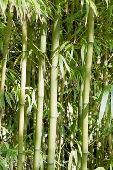 Bamboo Forest at Japanese Tea Garden in San Francisco Golden Gate Park