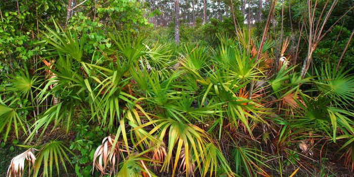 Palmetto covers the forest floor in the Everglades National Park in Florida.