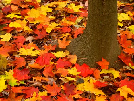 Vibrant red and yellow leaves at the base of a tree in northern Illinois.