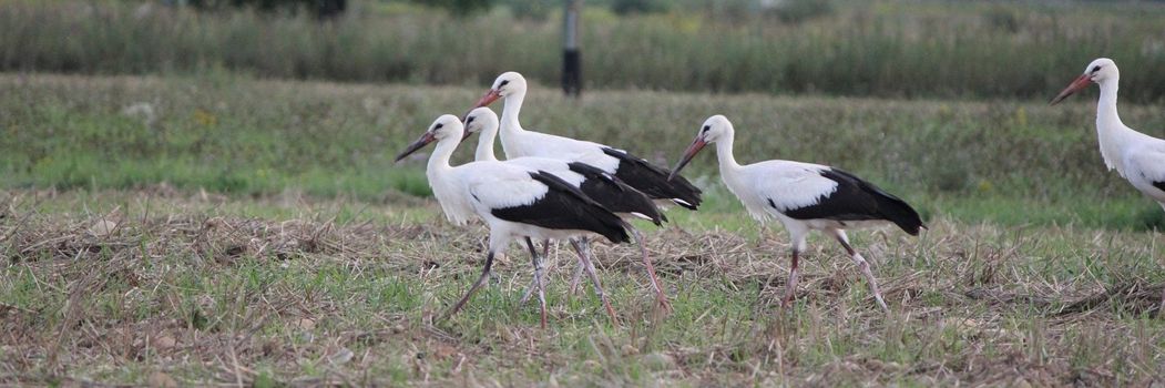 Pair of storks