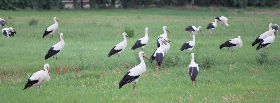storks white and black