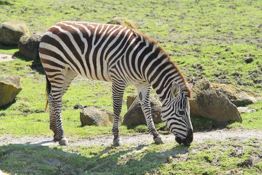 Photo of a zebra eating grass in zoo