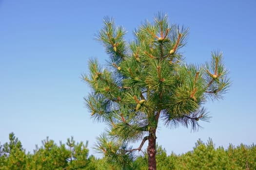 A top of small pine tree with young green cones on the background of blue sky