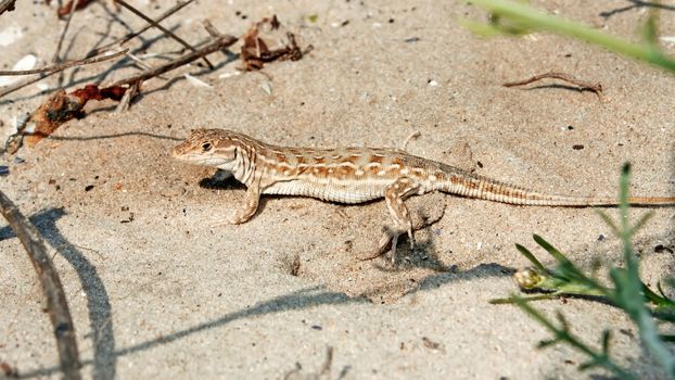 Lizard on the beach sand. Natural environment close up