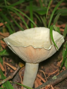 Wild mushroom genus of champignons in their natural environment