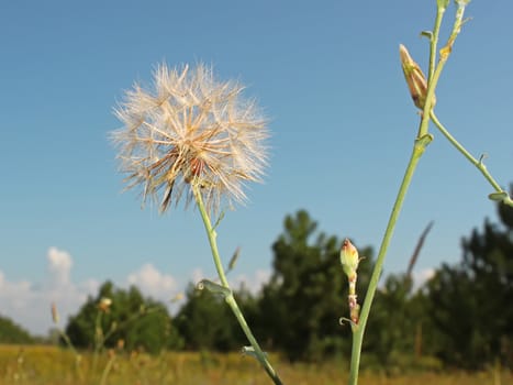 Inflorescence with seed on the background of wild nature