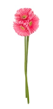 close-up pink gerbera flowers, isolated on white