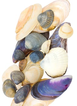 close-up seashells, isolated on white