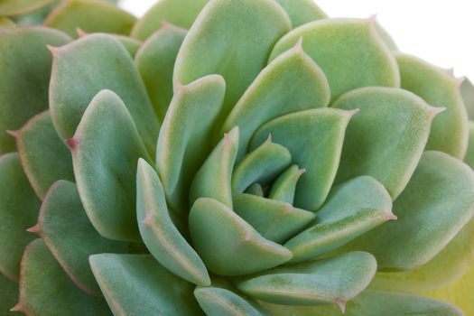 close-up succulent, isolated on white