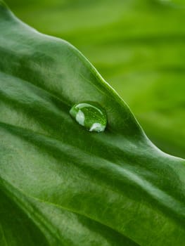 green leaf with water drop, macro shot