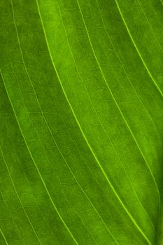 green leaf, macro shot