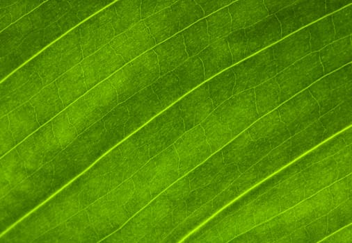 macro shot of green leaf