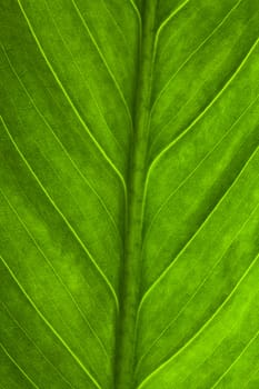 green leaf, macro shot