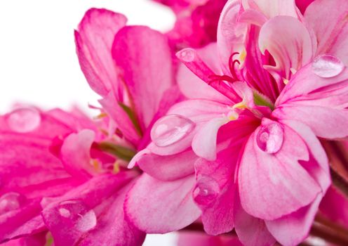 close-up pink geranium with water drops