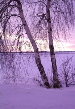 two birches at sunset in the field