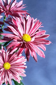 Extreme closeup of nice pink flowers on dark background