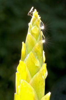 bloom of a turmeric in backlight with a fly and waterdrops