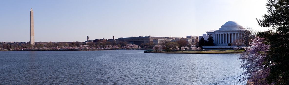 Washington Monument and Jefferson Memorial in panorama of Tidal Basin and surrounded by pink Japanese Cherry blossoms