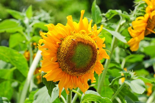 sun flower
