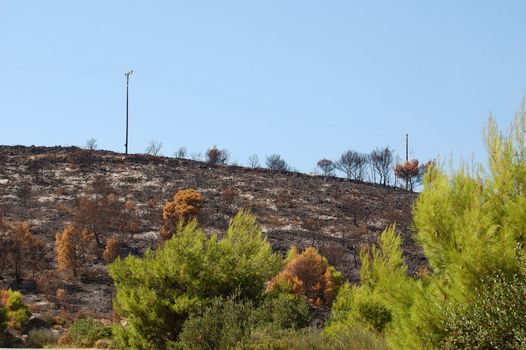 Burned trees on a hill after a forest fire.