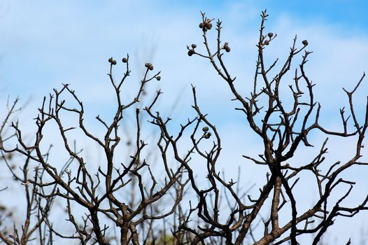 Burned oak tree after a forest fire.