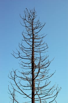 Burned tree silhouette after a forest fire.