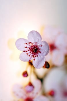 Blooming cherry tree flower with raindrops. Spring season background.