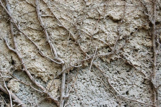 Ivy roots growing on a concrete brick wall. Abstract texture.