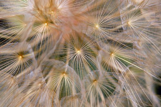 Dandelion flowering plant macro. Abstract texture background.