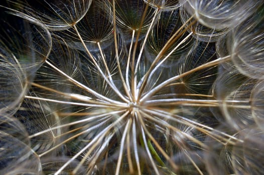 Dandelion flowering plant detail. Abstract texture background.