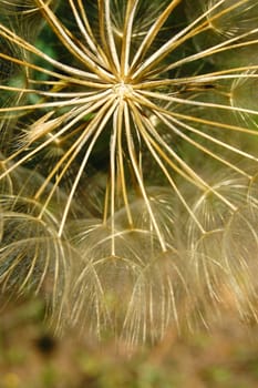 Dandelion flowering plant detail. Abstract texture background.