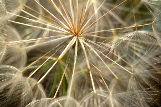 Dandelion flowering plant macro. Abstract texture background.