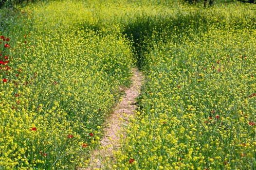 Path in a field of blooming flowers. Spring season background.