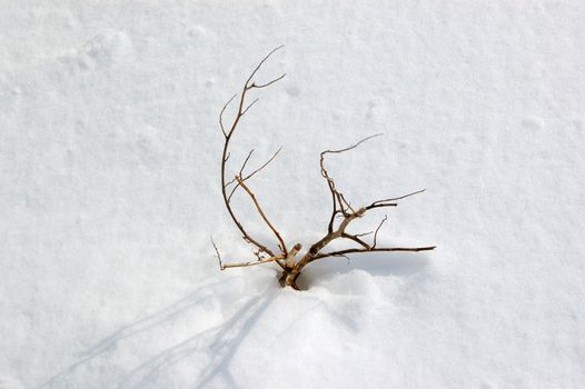 A frozen plant in the snow. Abstract winter background.