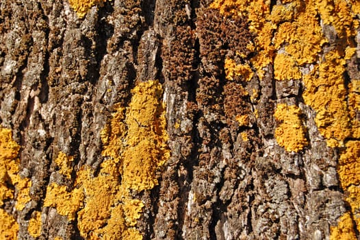 Olive tree trunk with yellow fungus. Abstract wood background texture detail.