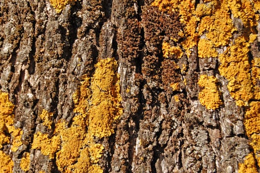 Olive tree trunk with yellow fungus. Abstract wood background texture detail.