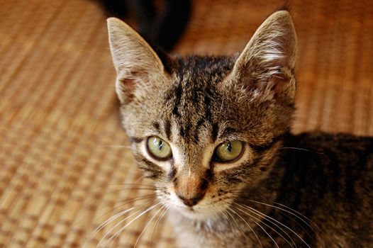 Gray kitten with green eyes. Domestic animal portrait.