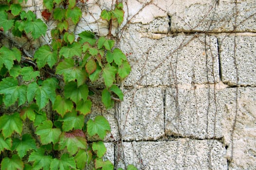 Green ivy growing on a cement brick wall. Force of nature concept.