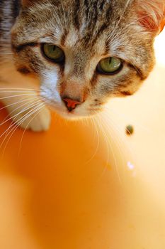 Grey cat eating on orange background. Domestic animal portrait.