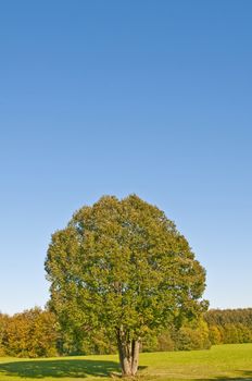 tree in autumnal light