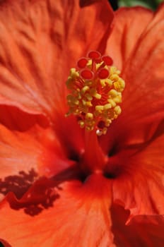 Big close-up on the pistil of an orange hibiscus flower