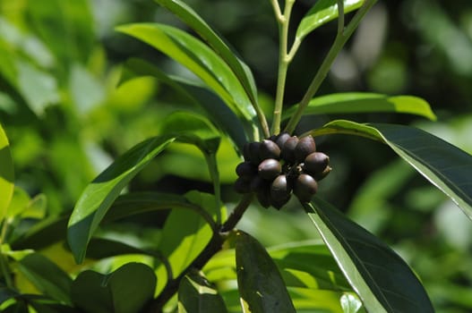 Brown buds on a branch with green leafs and a blurred background