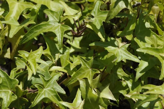 Close-up into many green ivy leafs with some stems