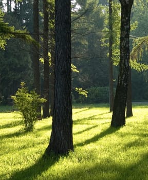 Sunshine in a morning park 