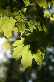 Leaves of maple in a garden